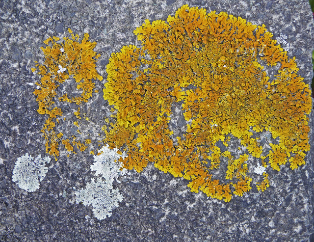 Lichen on garden wall, London N14